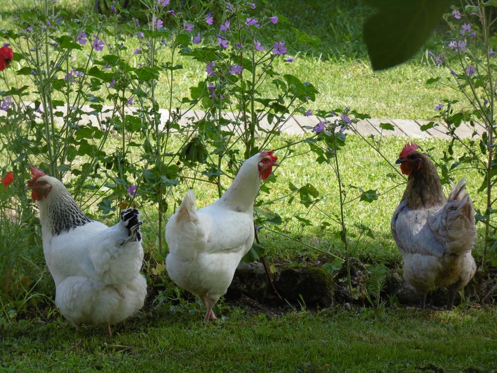 Bed and Breakfast La Cadournaise Saint-Seurin-de-Cadourne Exteriér fotografie